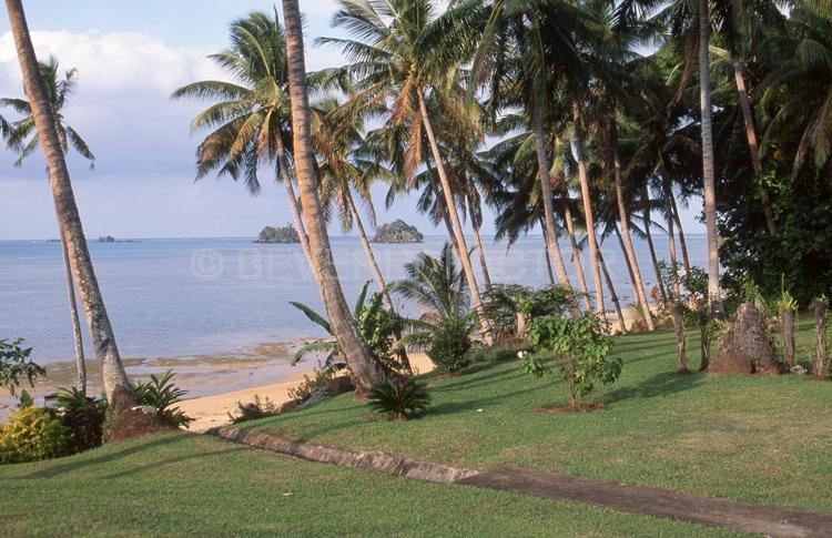 Island;fiji;palm trees;grass;ocean